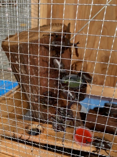 【早い者勝ち】カブトムシ飼育ケース（自作）夏準備におすすめ！