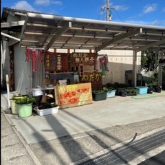 メダカ無人販売にてカブトムシ・クワガタムシ販売します。