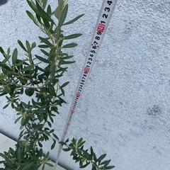 オリーブ　シプレッシーノ　140cm越　の画像