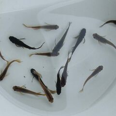 E-１４  （訳あり） サタン 　1５匹の画像