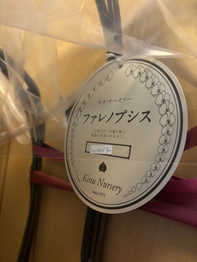 3本立　胡蝶蘭ダブル
