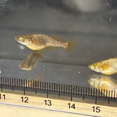 橙(とう)メダカの画像