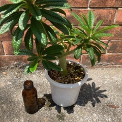 ドルステニアギガスの画像