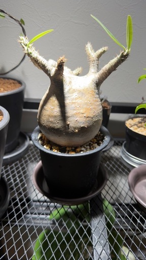 グラキリス発根済み　塊根植物　コーデックス