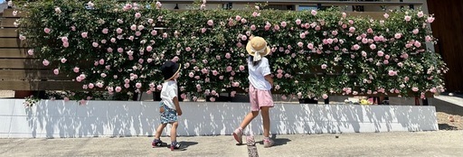 怪物級特大株 6メートル以上 フランソワジュランビル つるバラ 薔薇