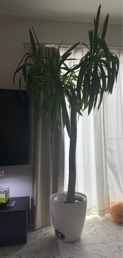 ユッカ　観葉植物