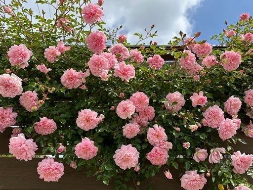 怪物級特大株 6メートル以上 フランソワジュランビル つるバラ 薔薇 