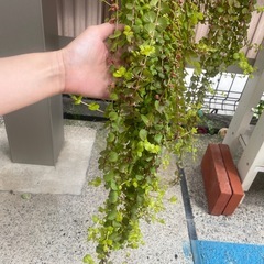 決定　観葉植物　グランドカバーにも　リシマキア　　カット苗の画像