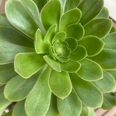 多肉植物　巨大　アエオニウム　バルサミフェルム　の画像