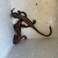 送料無料自家繁殖美麗個体オキナワシリケンイモリCB10匹即決25000の画像