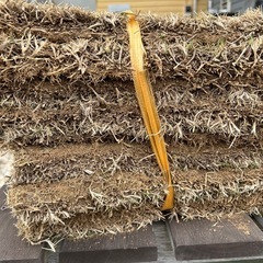 芝生　(tm9)の画像