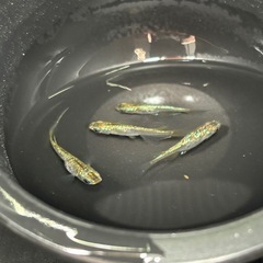 ★メダカ★黄金ラメの画像