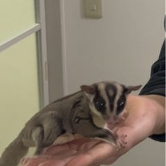 フクロモモンガ