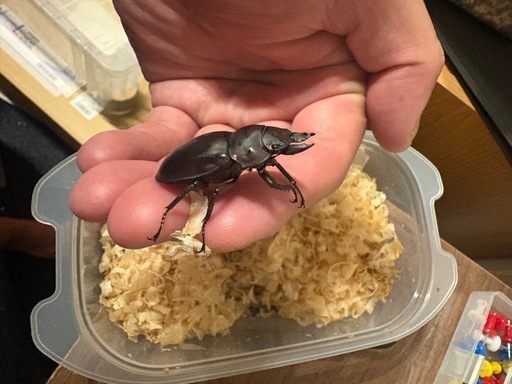 フルストルファーオウゴン
