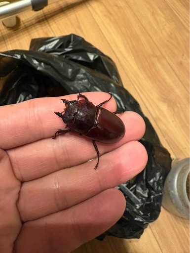 フルストルファーオウゴン