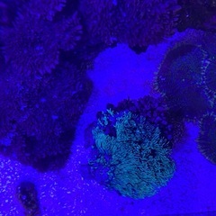 スターポリプ　ロング2の画像