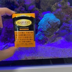 スターポリプ　ロング2の画像