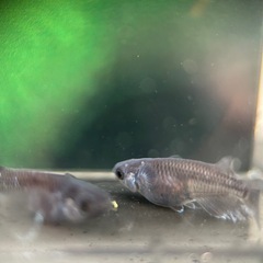 メダカ　曜変天目② オス3メス1の画像