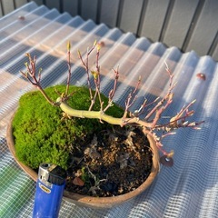 ミニ盆栽　もみじの画像