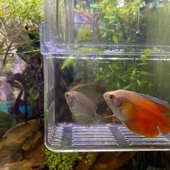 熱帯魚　グラミー　ペアの画像