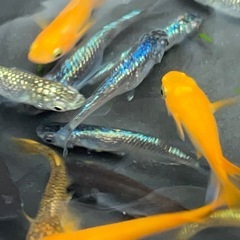 大好評めだか『ミックス』の画像