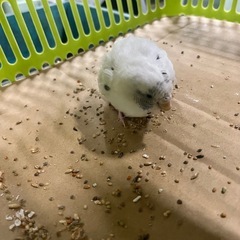 迷子のセキセイインコ − 大阪府