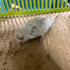 迷子のセキセイインコ - その他