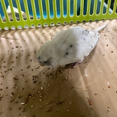迷子のセキセイインコ - 摂津市