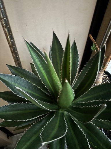 アガベ　植物