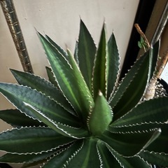 アガベ　植物
の画像