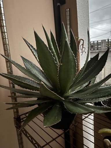 アガベ　植物