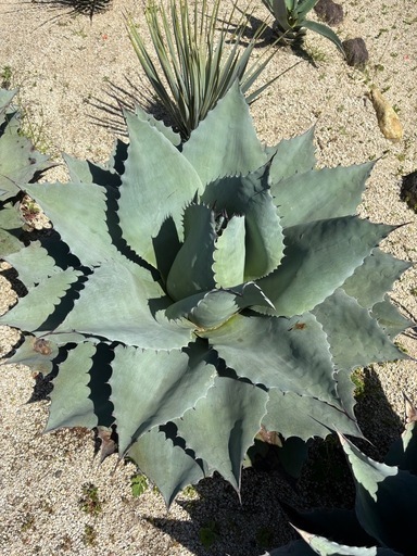 アガベ　オバティフォリア　大株90センチ　美株　即地植えOK