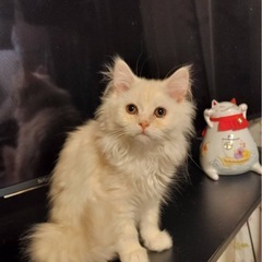 【申し込み多数の為一時、問い合わせを中止させていただきます…