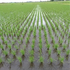 【取引中】23令和7年度産　コシヒカリ　玄米　30kgの画像