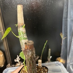 特大　ボンバックス　プセウドボンバックス　エリプティクム　挿し木　観葉植物　塊根植物　多肉植物　ビザールプランツ　レアプランツ　ガーデニング　植物　グリーン　趣味　盆栽　葉　花　庭　草　インテリア　おしゃれ　飾り　園芸　の画像