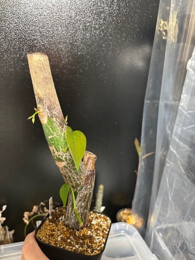 特大ボンバックスプセウドボンバックスエリプティクム挿し木観葉植物 