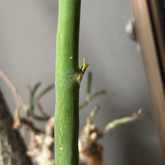 プセウドボンバックス　エリプティクム　挿し木　ボンバックス　観葉植物　塊根植物　多肉植物　ビザールプランツ　レアプランツ　ガーデニング　植物　グリーン　趣味　盆栽　葉　花　庭　草　インテリア　おしゃれ　飾り　園芸　の画像