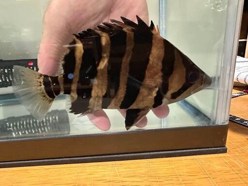 ダトニオ　プラスワン