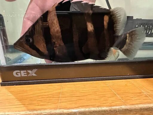 ダトニオ　両側フォークバンド