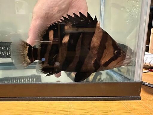 ダトニオ　両側フォークバンド
