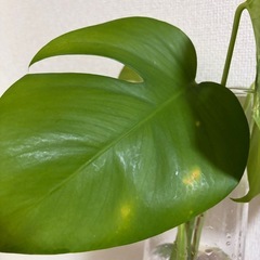 黄斑   モンステラ セットの画像