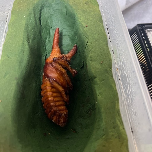 カブトムシ、ヘラクレスオオカブト蛹ペア