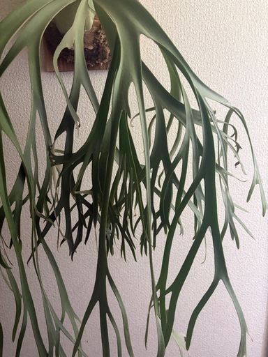ビカクシダ  月光爪哇 観葉植物