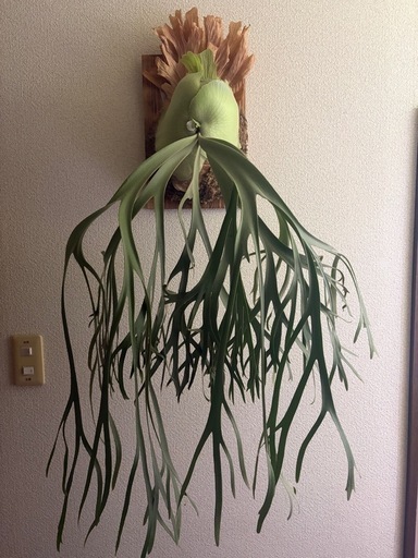 ビカクシダ  月光爪哇 観葉植物