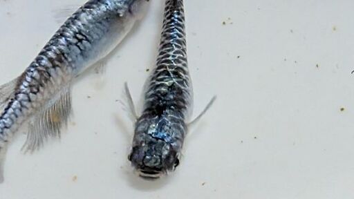 龍鱗メダカ 無限メダカ様作出メダカ！無選別２匹の上グレード！発送可能！