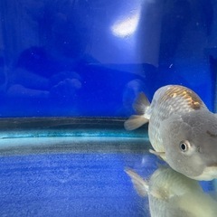 【取引確定】【お一人様限定】らんちゅう赤ちゃん はねこちゃんの画像