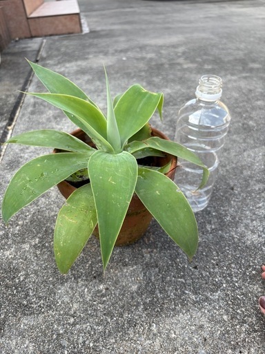 アガベアテナータ植物 (ゆき) てだこ浦西の家庭用品《ガーデニング》の 