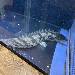 ポリプテルス　エンドリケリーの画像