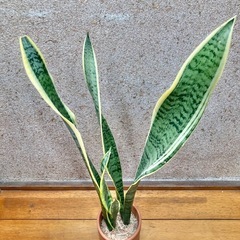 観葉植物　サンセベリアとテラコッタ鉢の画像