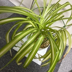 観葉植物　オリヅルラン　虫が湧かない土　プラ鉢　受皿なしの画像